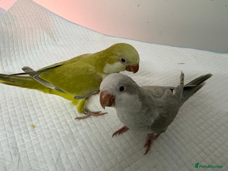 Parrots birds Hand raised Quaker parrots. 10 months old - Advert 1