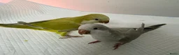 Parrots birds for sale: Hand raised Quaker parrots. 10 months old - Advert 1