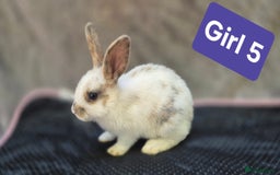 Mini Lop rabbits for sale: Mini plush lops  - Image 6