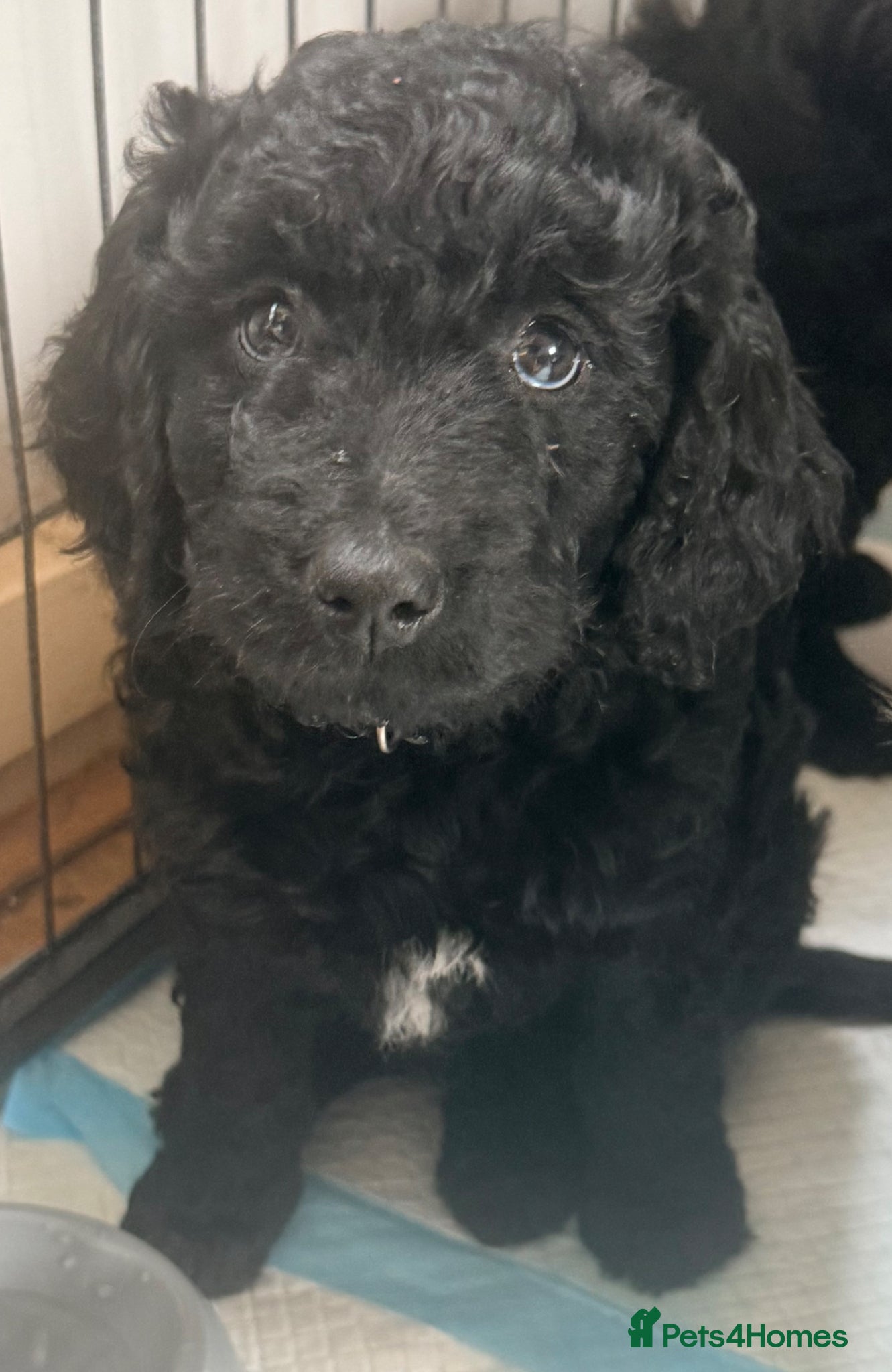 Mini Goldendoodle dogs Last 4 remaining 2 boys 2 girls  - Advert 5