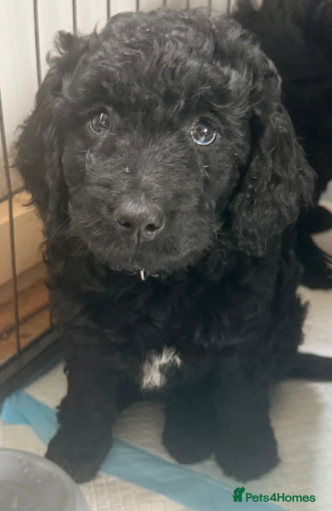 Mini Goldendoodle dogs for sale:  1 girl 1 boy remaining reduced £699 - Advert 1