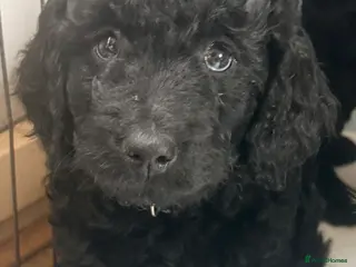 Mini Goldendoodle dogs Last 4 remaining 2 boys 2 girls - Advert 5