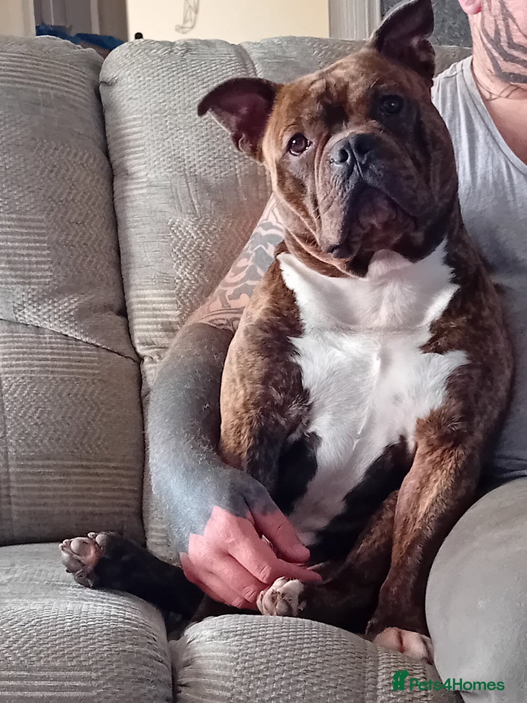 American Bull Staffy dogs for sale: Bear 2 years old  - Image 2