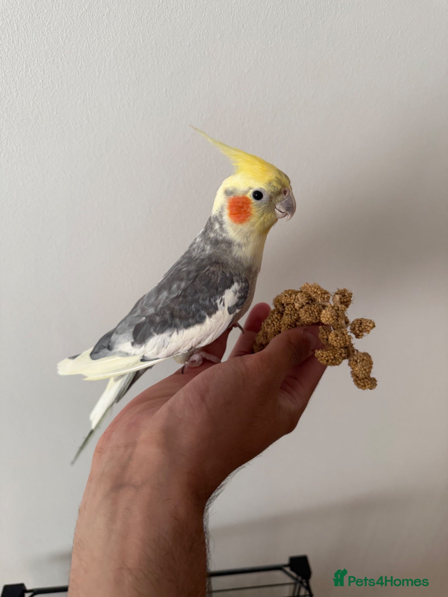 Cockatiels birds Beautiful hand tamed cockatiels  - Advert 1