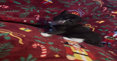 Maine Coon cats - Advert 32