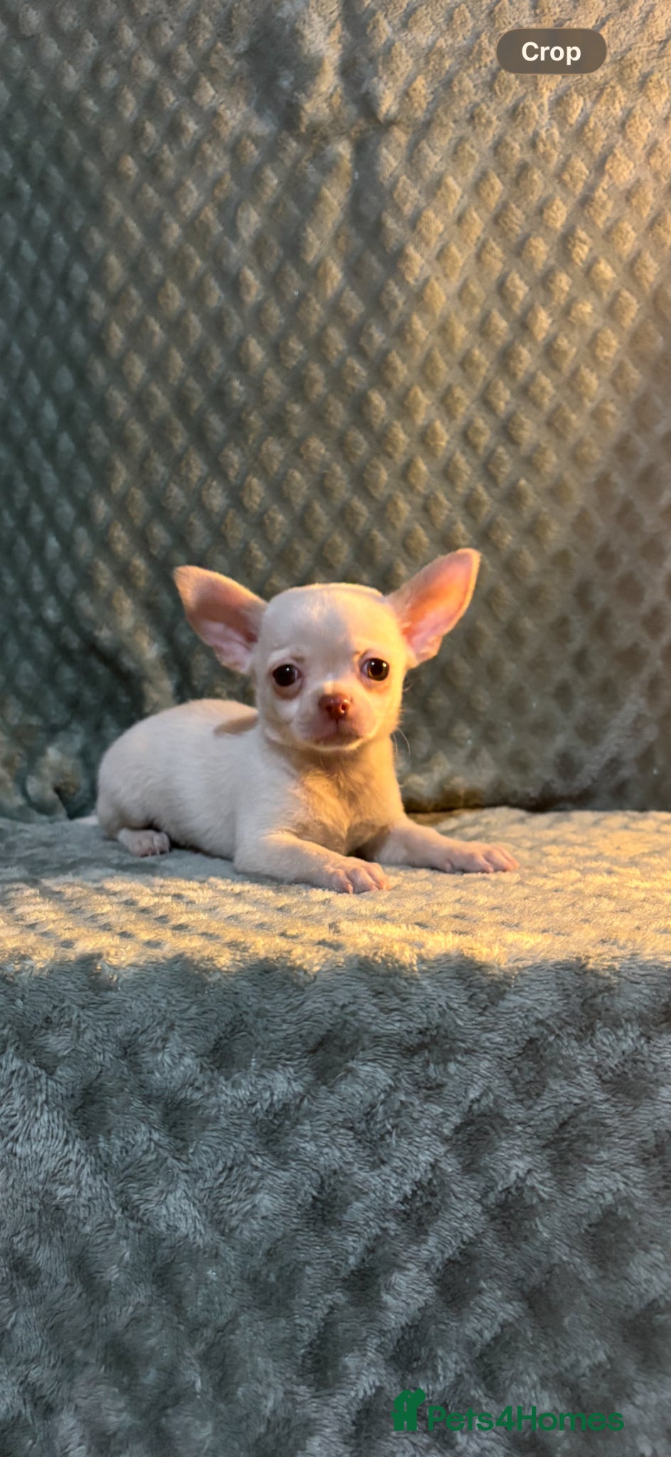 Chihuahua dogs Chihuahua puppy’s ( ready now) - Advert 18