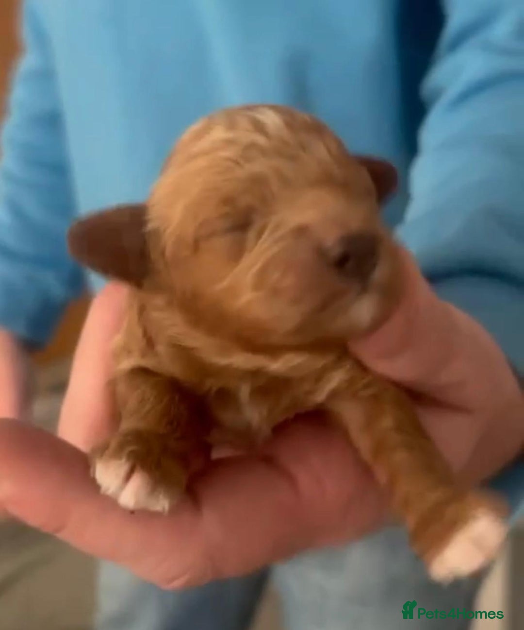 Cavapoochon dogs for sale: Cavapoochons for sale   - Advert 10