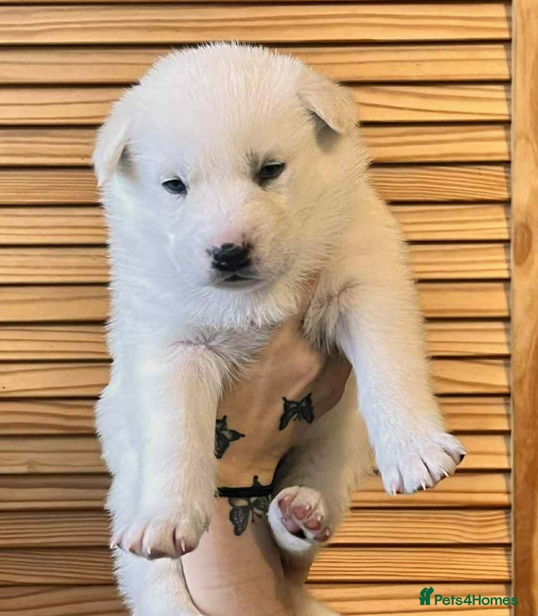 Siberian Husky dogs for sale: Siberian Husky Puppies REDUCED!! - Advert 21