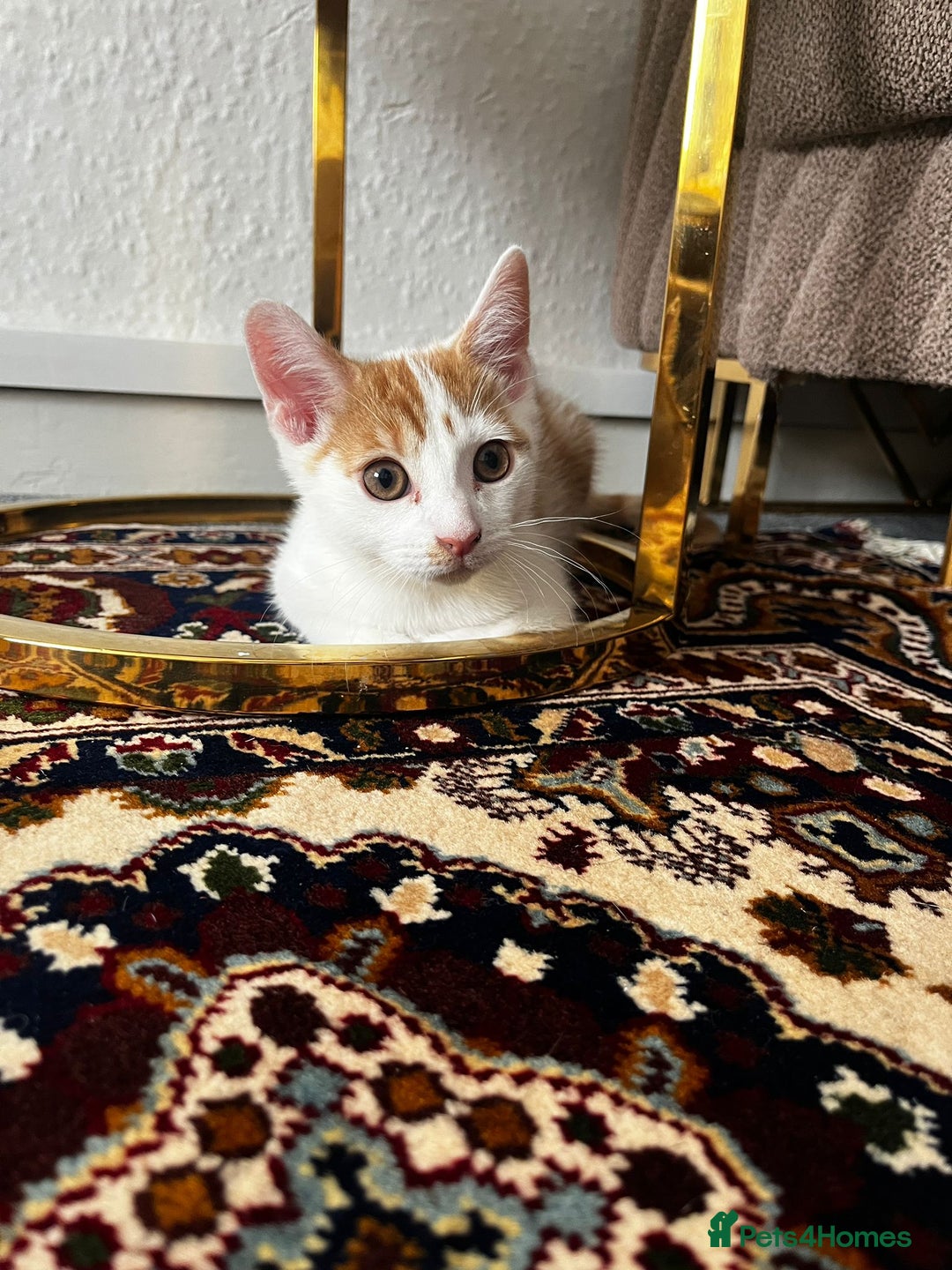 Mixed Breed cats for sale: calico male kitten READY TO LEAVE - Image 21