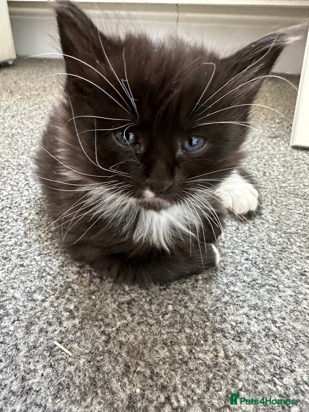 Mixed Breed cats for sale: 4 adorable male Siberian mix kittens 🐾 - Image 5