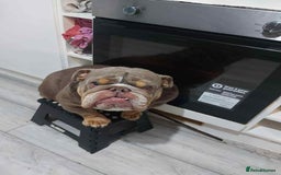 English Bulldog dogs for sale: KC ENGLISH BULLDOG BITCH - Image 3