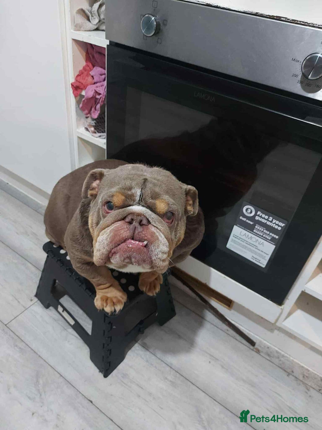 English Bulldog dogs for sale: KC ENGLISH BULLDOG BITCH - Image 3