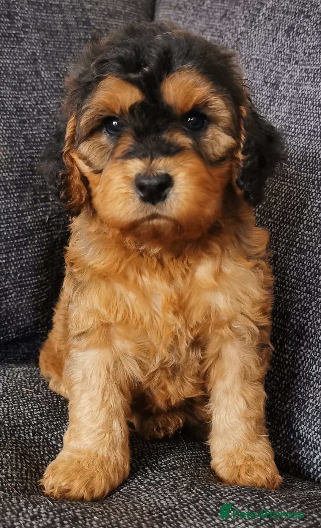 Cockapoo dogs for sale: Stunning Quality F1 Chocolate sable Cockapoo pups - Image 4