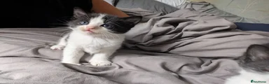 Mixed Breed Kitten 5 (Girl)