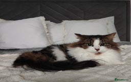 Maine Coon cats for sale: Norwegian Forest Cat - Advert 2