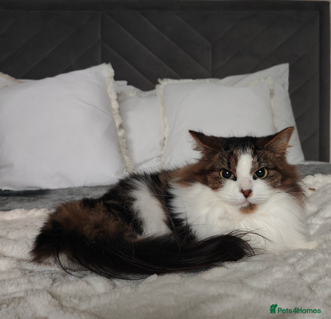 Maine Coon cats for sale: Norwegian Forest Cat - Advert 2