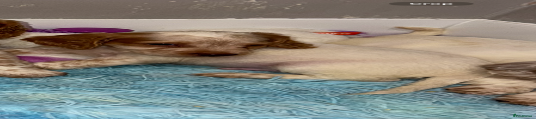 Cocker Spaniel Puppy 2