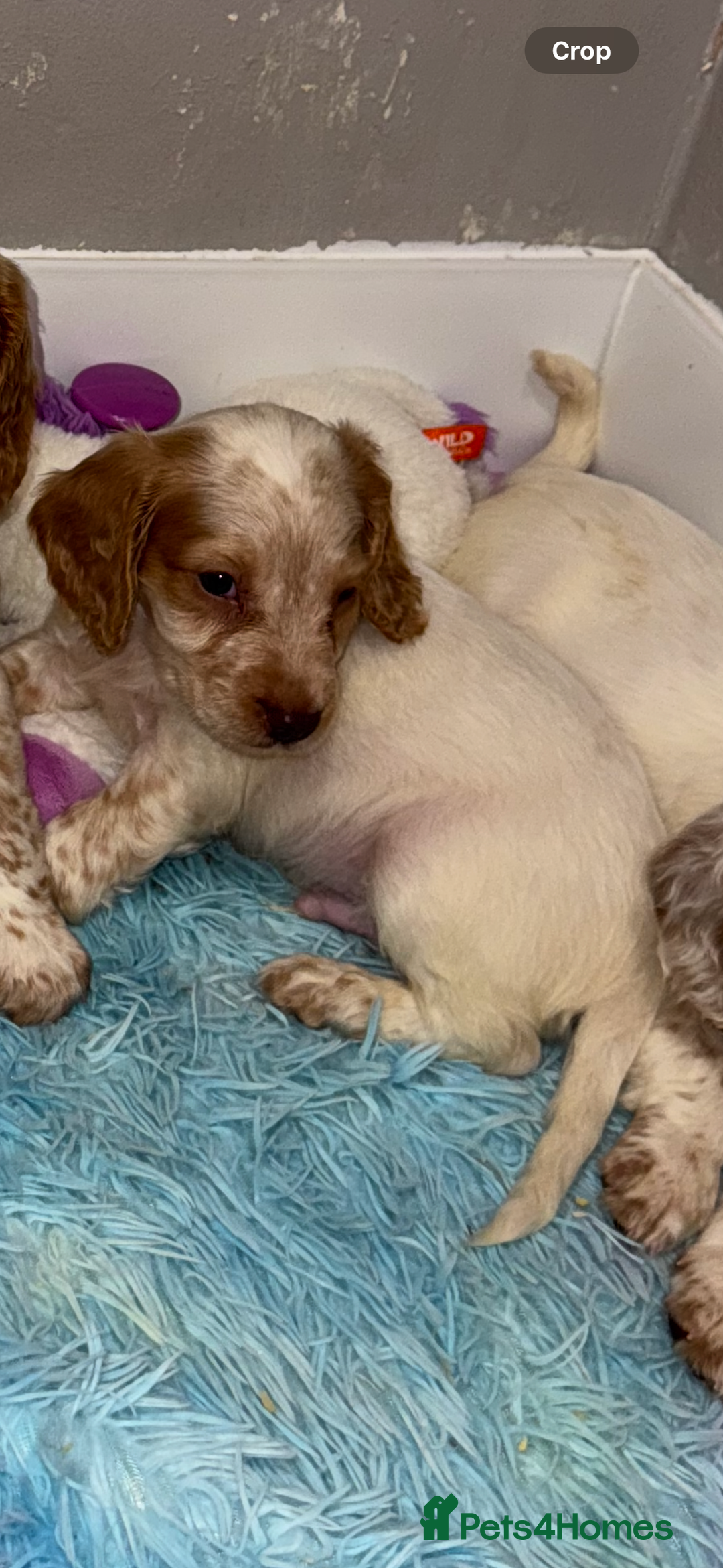 Cocker Spaniel dogs for sale: Cocker spaniel puppies  - Advert 4