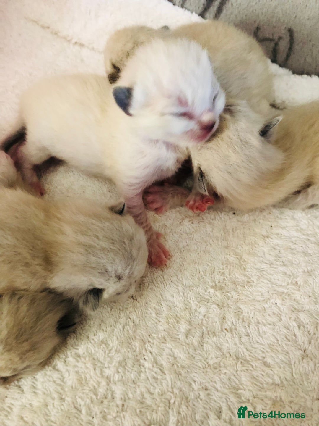 Ragdoll cats for sale: Ragdoll kittens  - Image 8