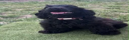 Cocker Spaniel dogs for sale: Beautiful Show Cocker Spaniel  - Advert 10