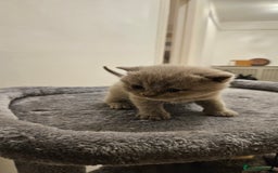 Scottish Fold cats for sale: 🐱British Shorthair x Scottish Fold Kittens🐱 - Advert 12