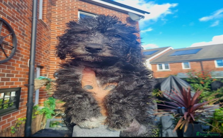 Bedlington Terrier dogs - Advert 1