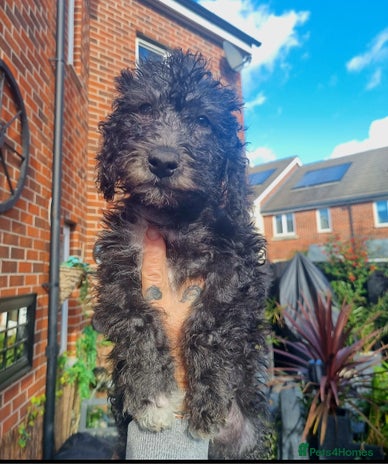 Bedlington Terrier dogs - Advert 12