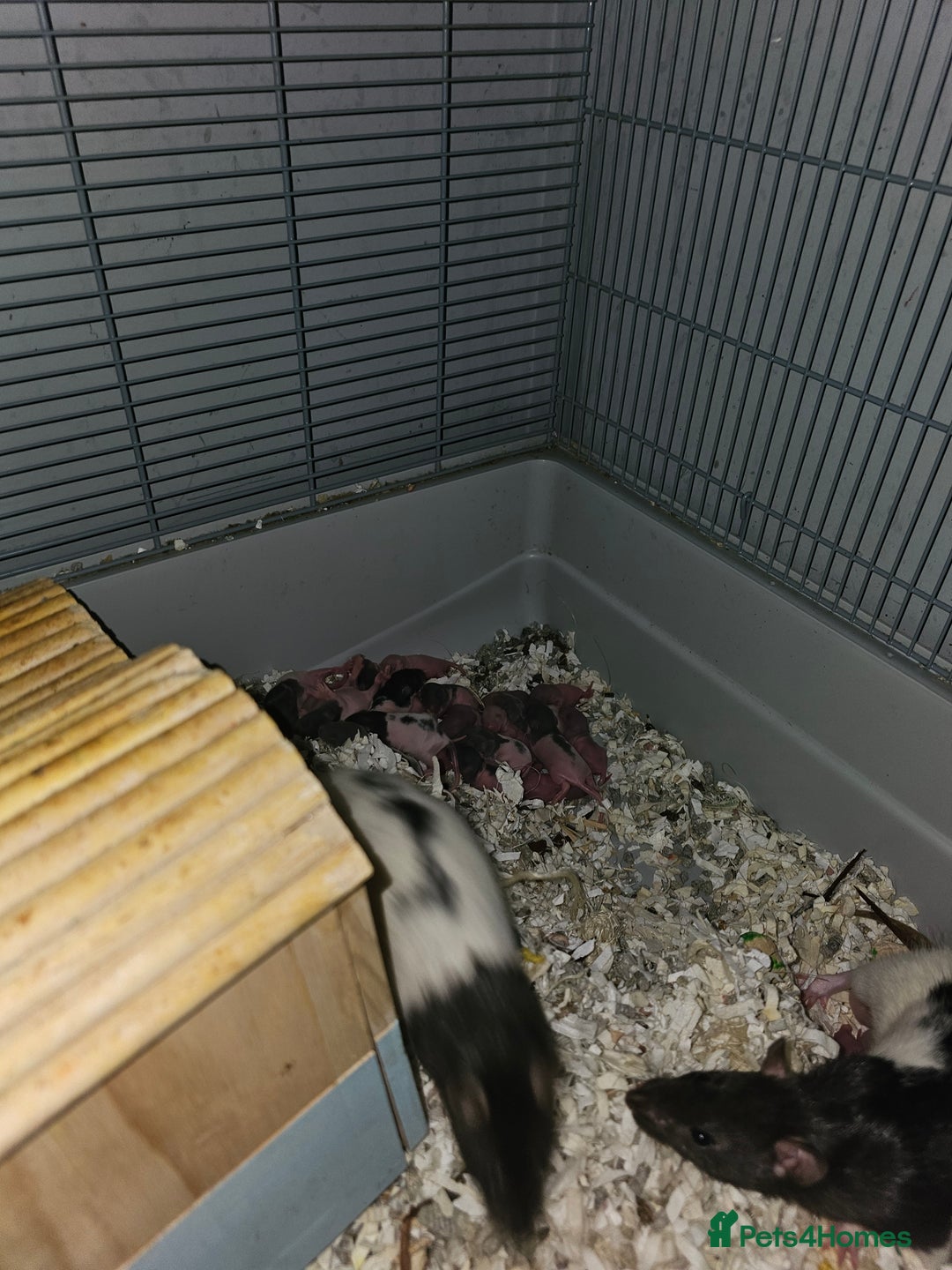 Rat rodents for sale: 7 female rat pups  - Advert 8