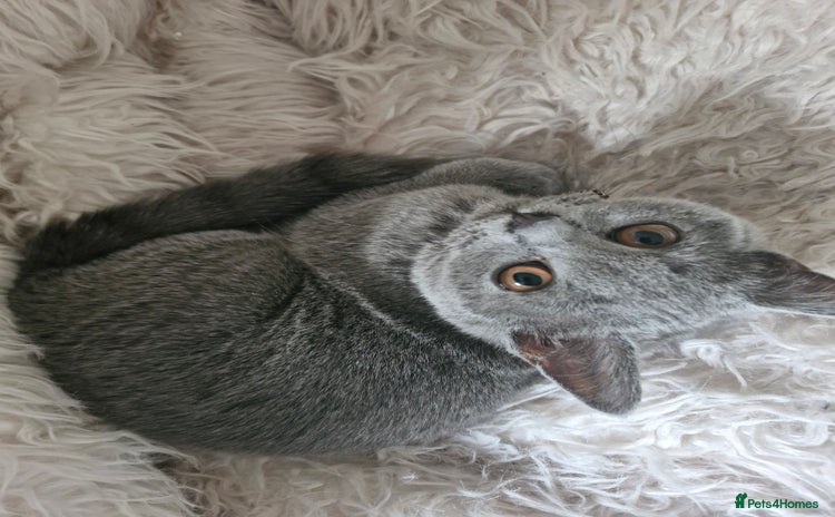 British Shorthair cats - Advert 5