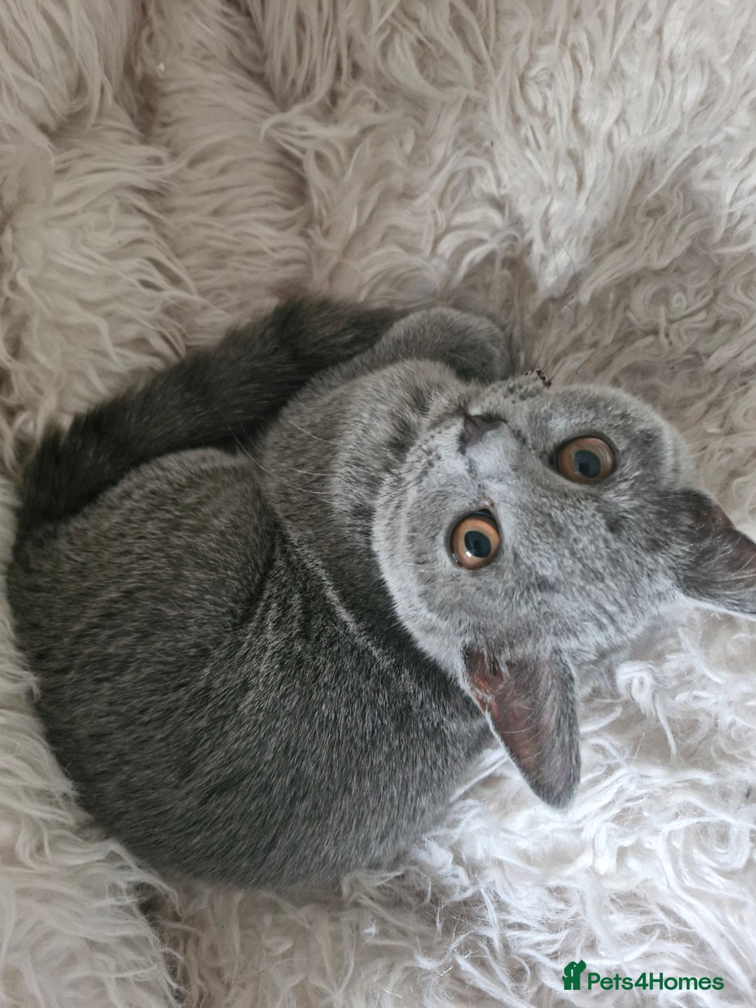 British Shorthair cats for sale: Beautiful Blue British shorthair  - Image 1