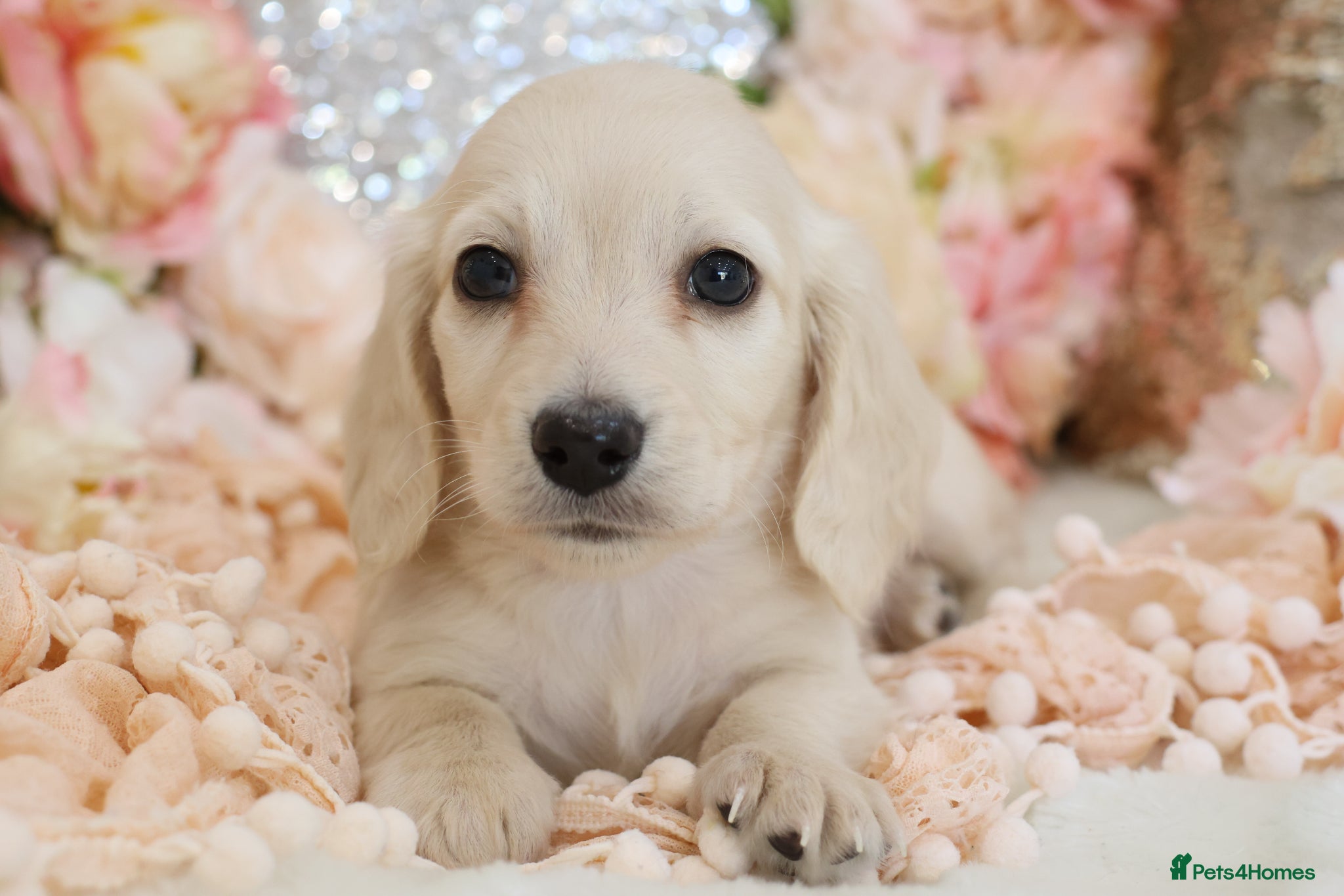 Miniature Dachshund dogs KC Cream Longhair Miniature Dachshund Puppies - Advert 6
