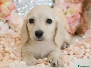Miniature Dachshund dogs KC Cream Longhair Miniature Dachshund Puppies - Advert 6