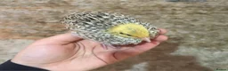 Mixed Breed birds for sale: 5 quail chicks  in Manchester - Advert 4