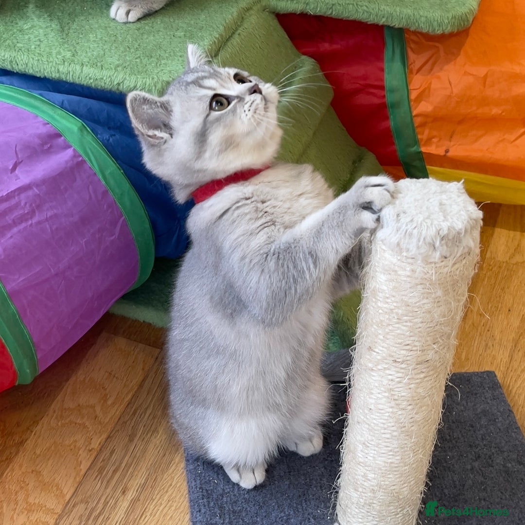 British Shorthair cats for sale: 🚨One Girl Ready to leave 🚨GCCF British Shorthair - Image 21