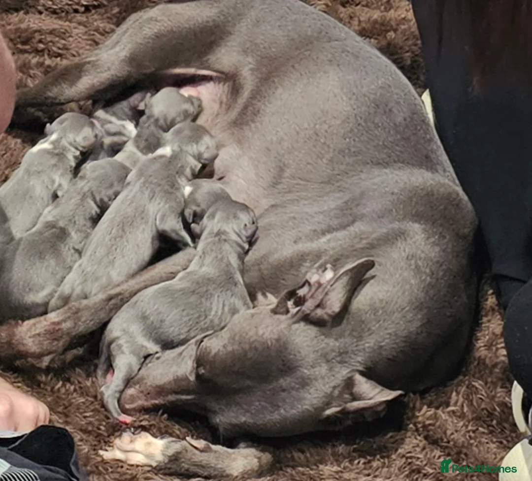 Whippet dogs for sale: Beautiful blue whippets in Worcester - Advert 2