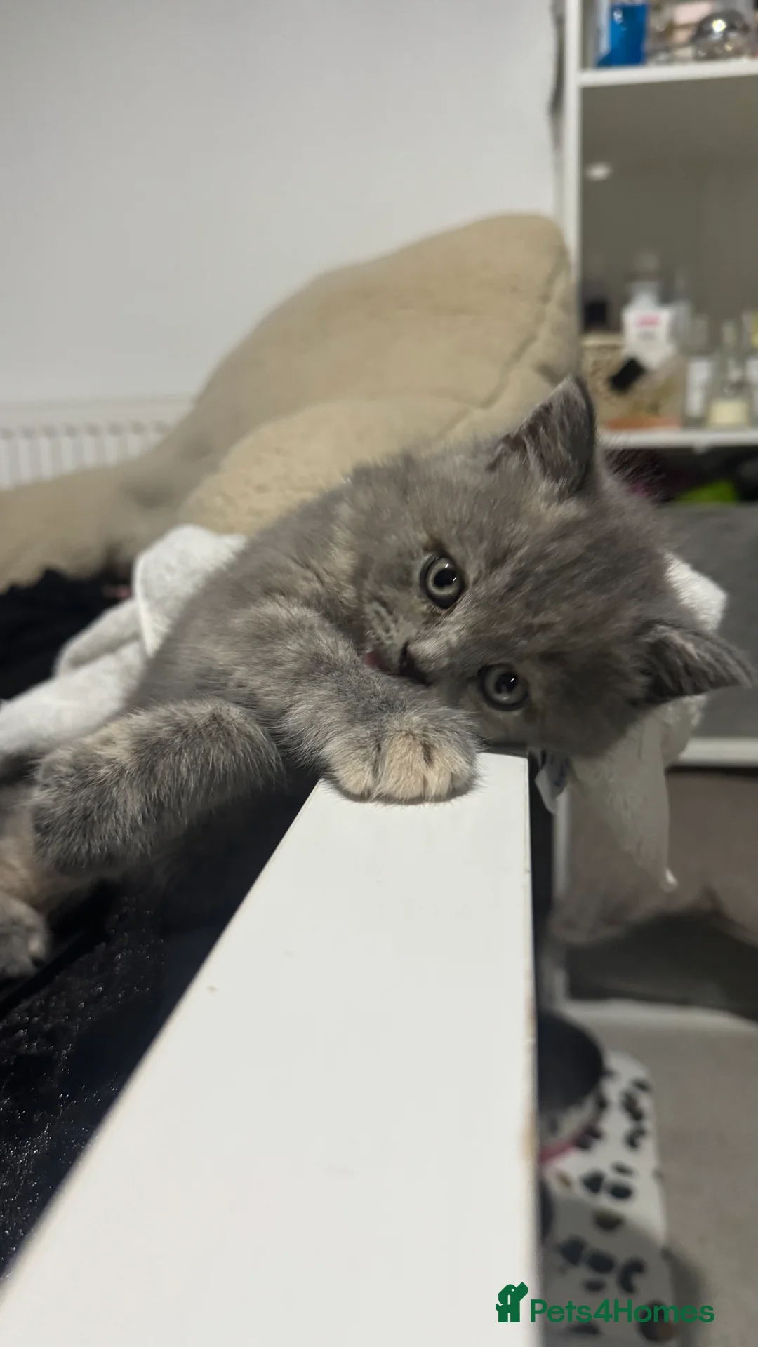 British Shorthair cats for sale: BSH cross kittens available💞 - Advert 2