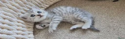 British Shorthair cats for sale: 🏆 Silver British Shorthairs pedigree 🏆  - Advert 13