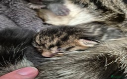 Mixed Breed cats for sale: Two Tabby Boys For Sale  - Image 6
