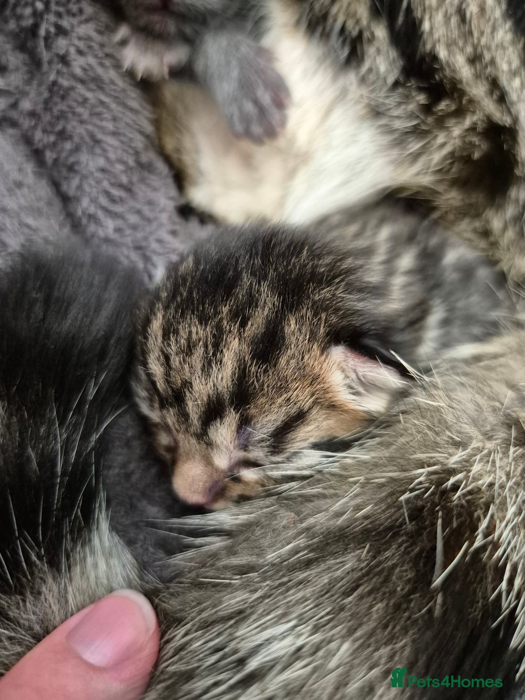 Mixed Breed cats for sale: Two Tabby Boys For Sale  - Image 6