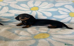 Dachshund dogs for sale: Adorable dachshund puppies ready to leave - Image 7