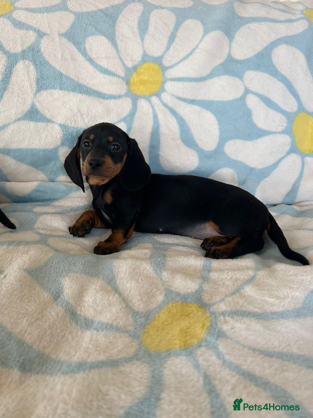 Dachshund dogs for sale: Adorable dachshund puppies ready to leave - Image 7