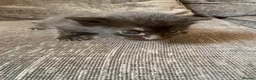 Mixed Breed cats for sale: Kittens  in Taunton - Advert 4