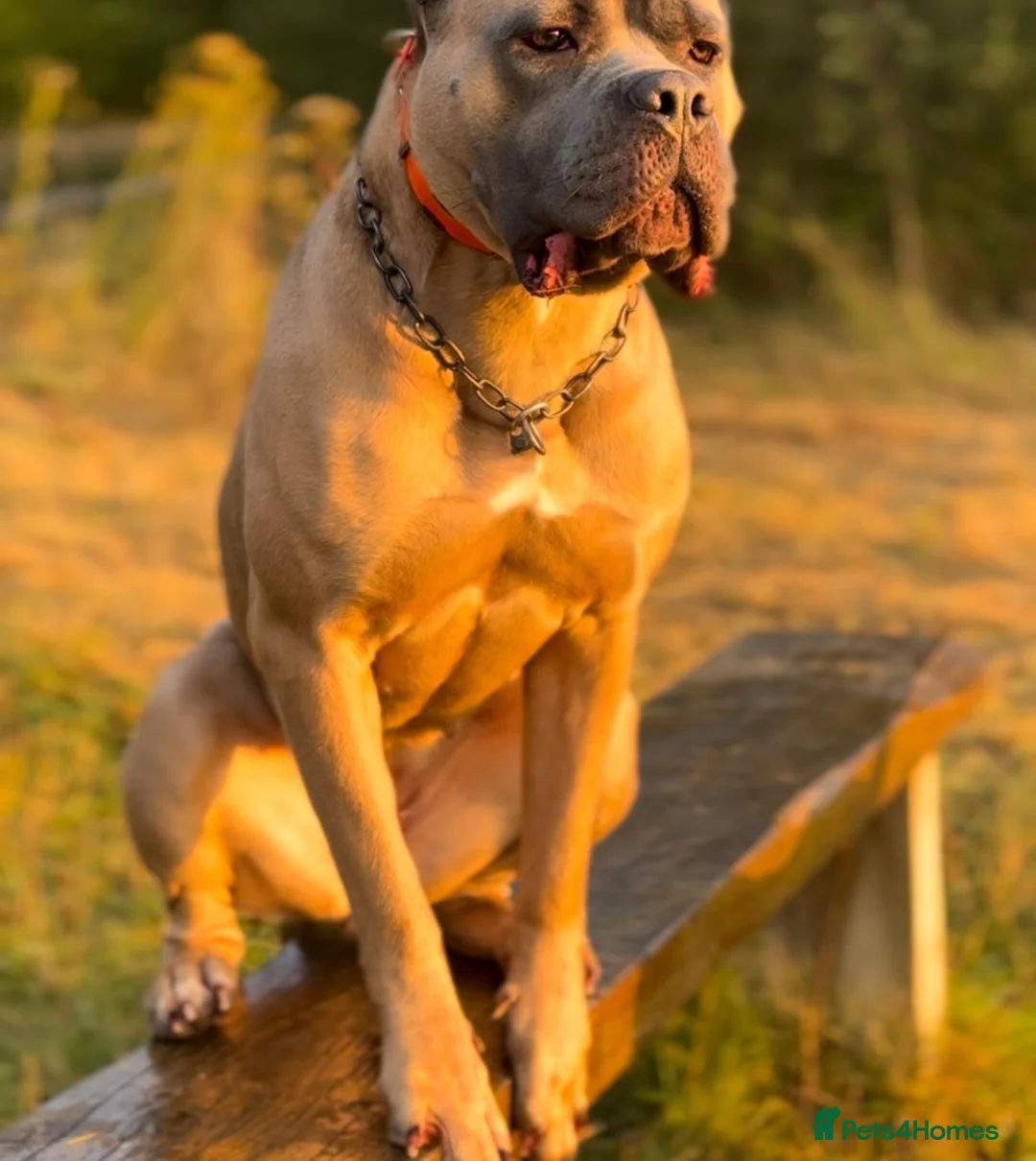 Cane Corso dogs for sale: ICCF Registered Female Cane Corso puppy💖 in Ilkeston - Advert 2