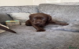 Labrador Retriever dogs for sale: Labradors Chunky chocolate x2 males  - Image 3