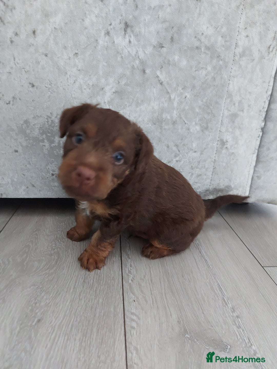Patterdale Terrier dogs for stud: Patterdale terrier for stud  - Image 5