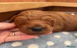 Goldendoodle dogs for sale: Extensively health tested Miniature goldendoodles - Image 4