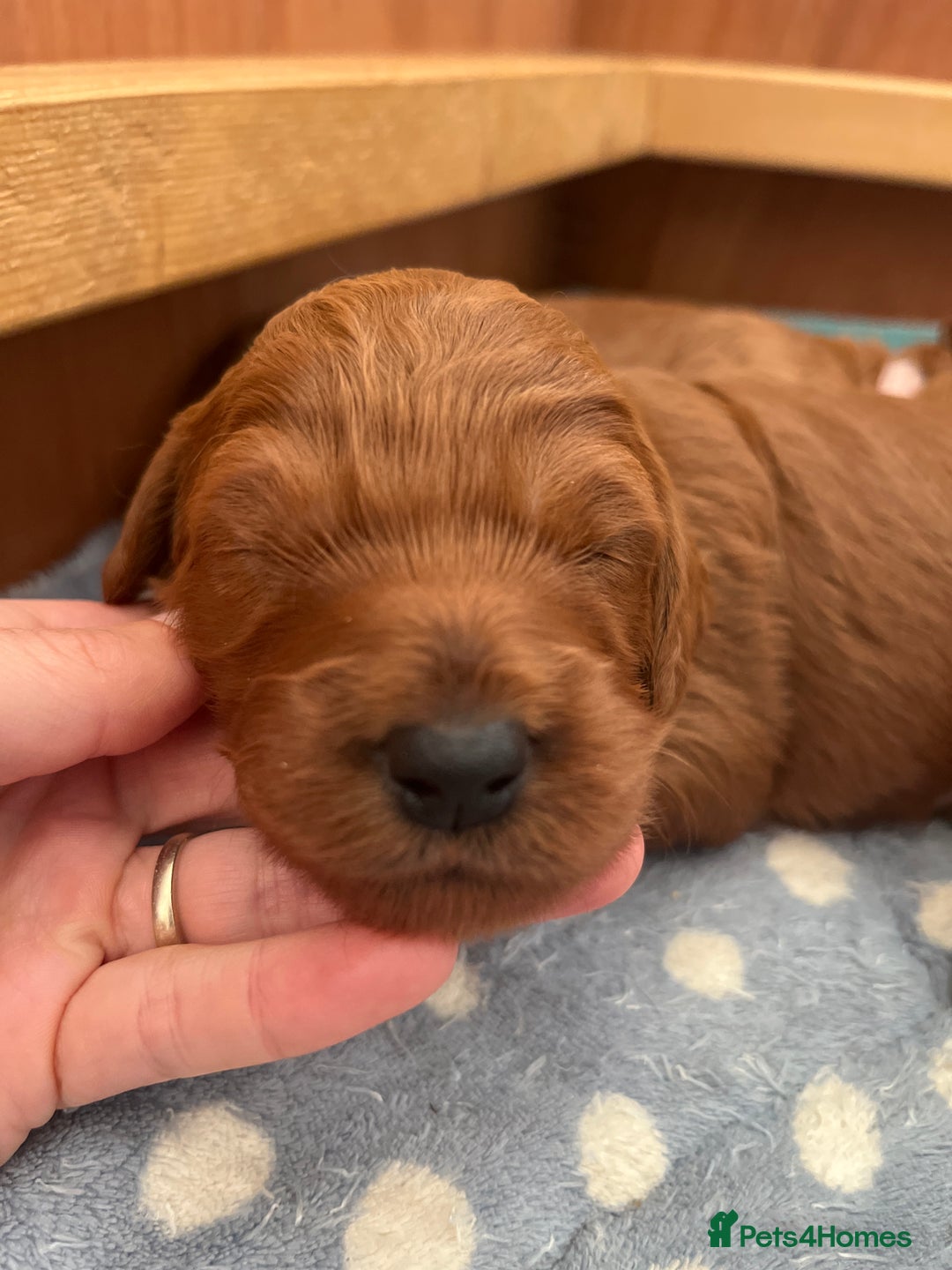 Goldendoodle dogs for sale: Extensively health tested Miniature goldendoodles - Image 4