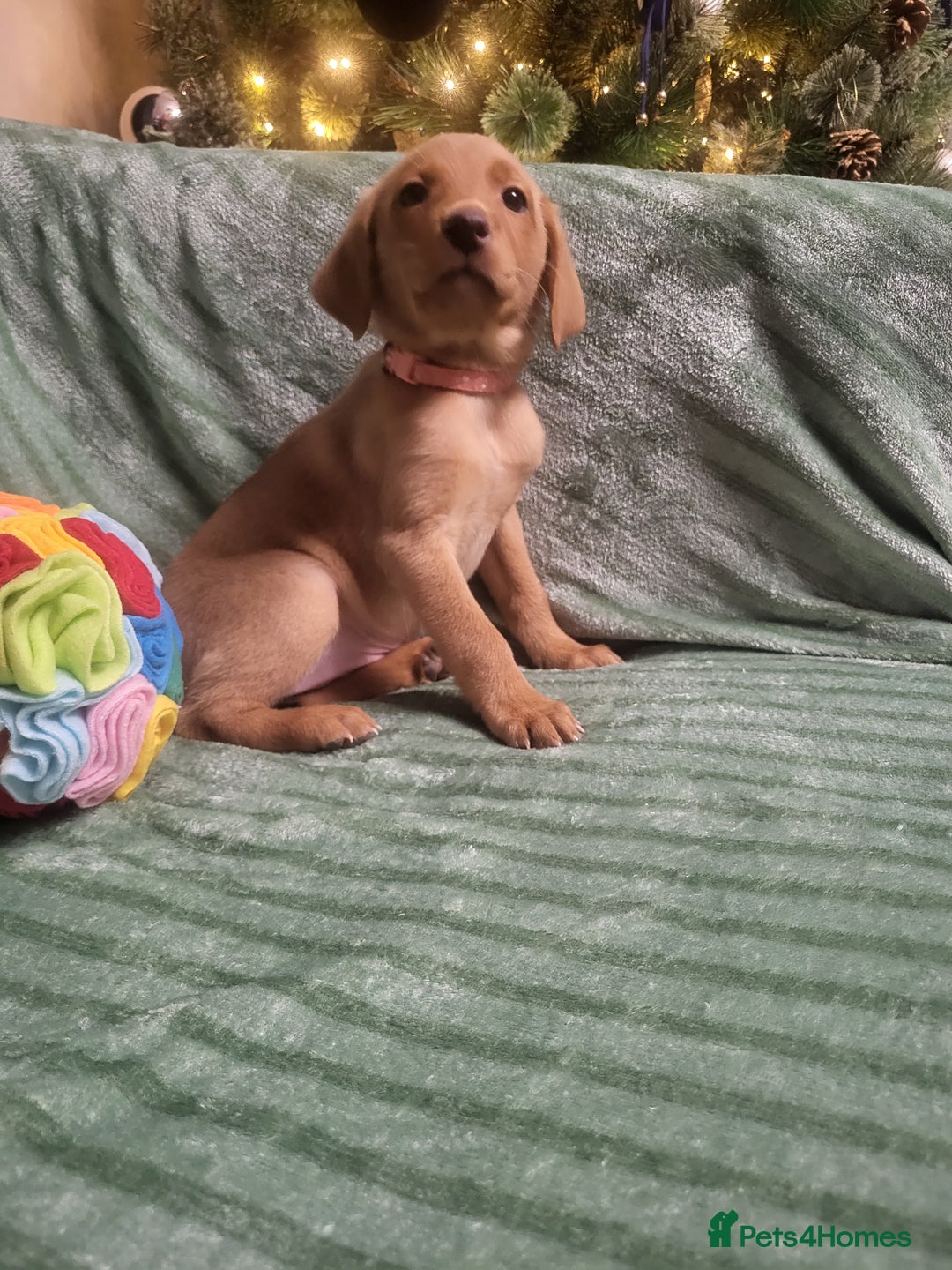 Labrador Retriever dogs for sale: KC registered labrador puppies - Advert 16