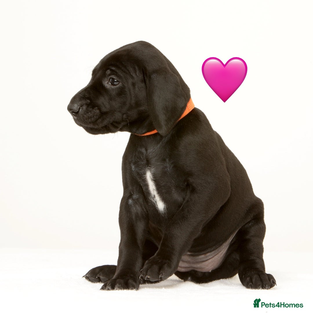 German Shorthaired Pointer dogs for sale: Stunning litter of German Shorthaired Pointers - Advert 6