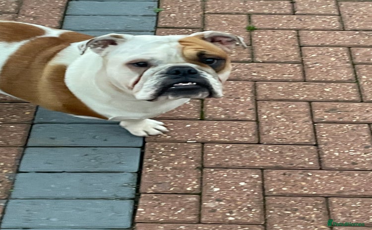 English Bulldog dogs Auroa - Advert 5